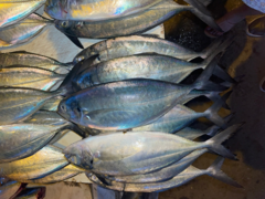 Caranx caballus