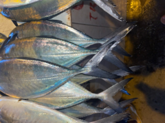 Caranx caballus