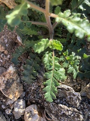Phacelia crenulata minutiflora