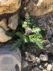 Phacelia crenulata minutiflora