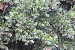 Anacardium occidentale