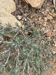 Eriophyllum confertiflorum