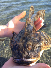 Myoxocephalus polyacanthocephalus