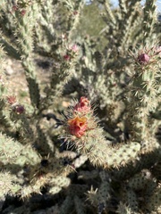 Cylindropuntia acanthocarpa acanthocarpa