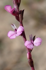 Muraltia dispersa