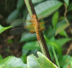 Hydrobasileus croceus