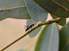 Myrmophyma