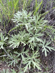 Delphinium hesperium