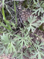 Delphinium hesperium