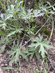 Delphinium hesperium