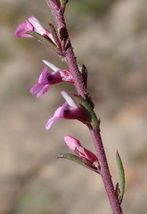 Muraltia dispersa