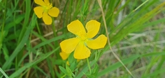 Hypericum gramineum
