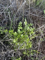 Nemophila menziesii