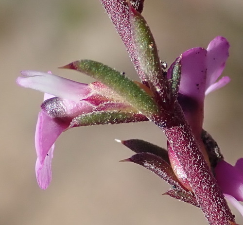 Image of Muraltia dispersa by (c) Nicola van Berkel, some rights reserved (CC BY-SA)