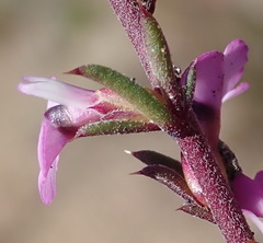 Muraltia dispersa