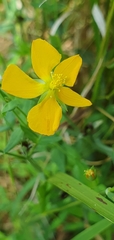 Hypericum gramineum