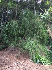 Melaleuca diosmifolia