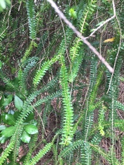 Melaleuca diosmifolia