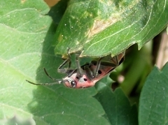 Graptostethus servus