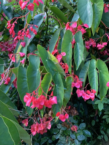 Foto de Begônia-asa-de-anjo