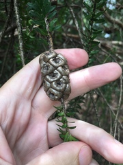 Melaleuca diosmifolia