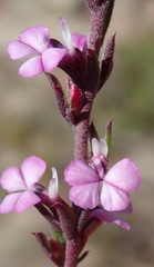 Muraltia dispersa