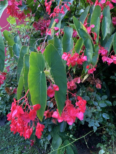 Foto de Begônia-asa-de-anjo