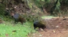 Dasyprocta fuliginosa