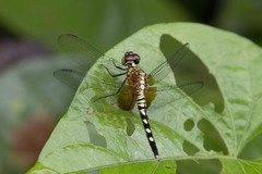 Erythrodiplax unimaculata