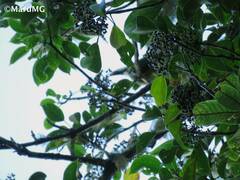 Dendropanax arboreus