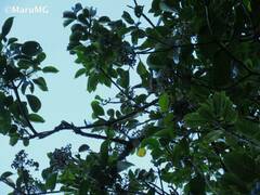 Dendropanax arboreus