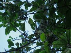 Dendropanax arboreus