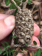 Melaleuca diosmifolia