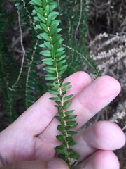 Melaleuca diosmifolia