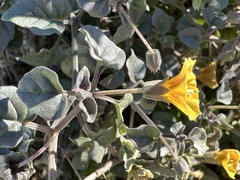 Physalis crassifolia