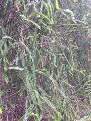 Melaleuca diosmifolia