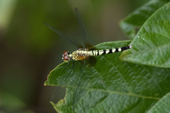 Erythrodiplax unimaculata