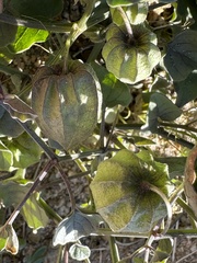 Physalis crassifolia