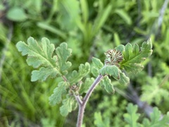 Phacelia distans