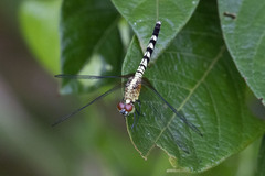 Erythrodiplax unimaculata