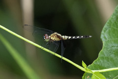 Erythrodiplax unimaculata