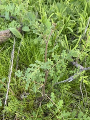 Phacelia distans