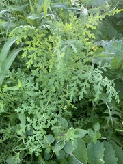 Phacelia distans