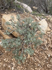 Eriophyllum confertiflorum
