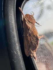 Elhamma australasiae