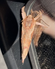 Elhamma australasiae