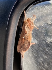 Elhamma australasiae