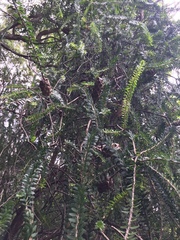 Melaleuca diosmifolia
