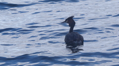 Podiceps cristatus australis