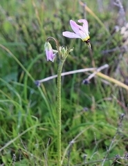 Primula clevelandii